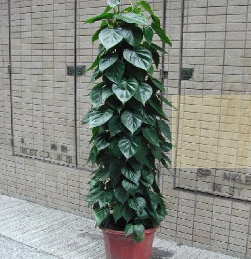 新房裝修后放什么植物好點(diǎn)？新房裝修后放什么植物好點(diǎn)？